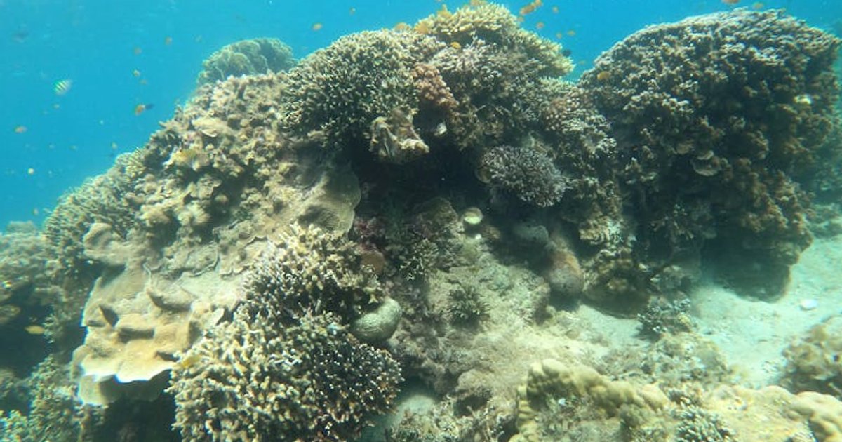 Koh Lanta, Phi Phi, Koh Lipe – gdzie najlepiej nurkować na zachodnim wybrzeżu Tajlandii?