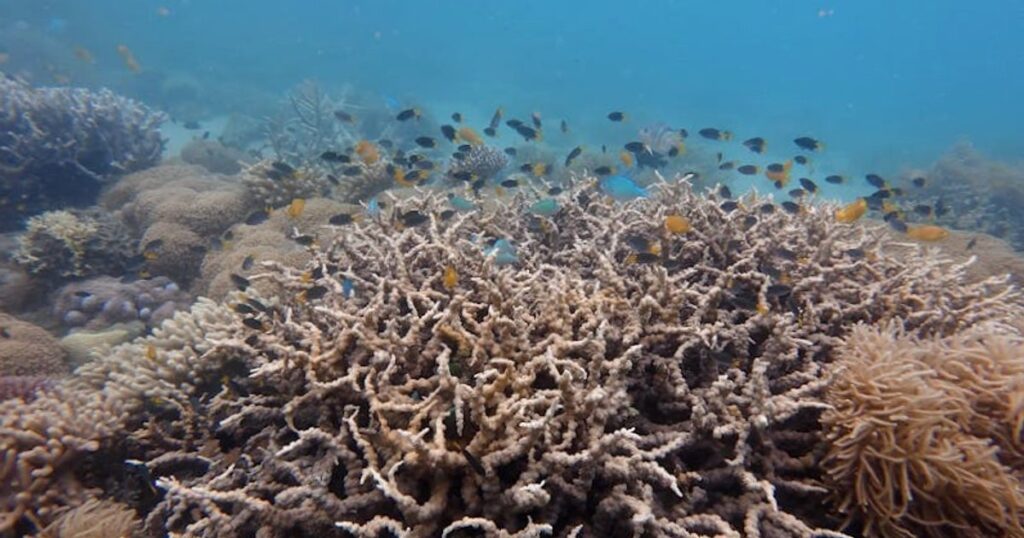 Similany i Suriny vs Koh Tao: gdzie w Tajlandii najlepiej nurkować?