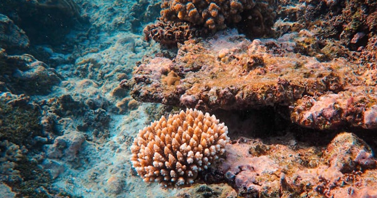 Snorkeling w Tajlandii 2026: aktualne ceny, ukryte koszty i gdzie najbardziej opłaca się pływać z rybkami