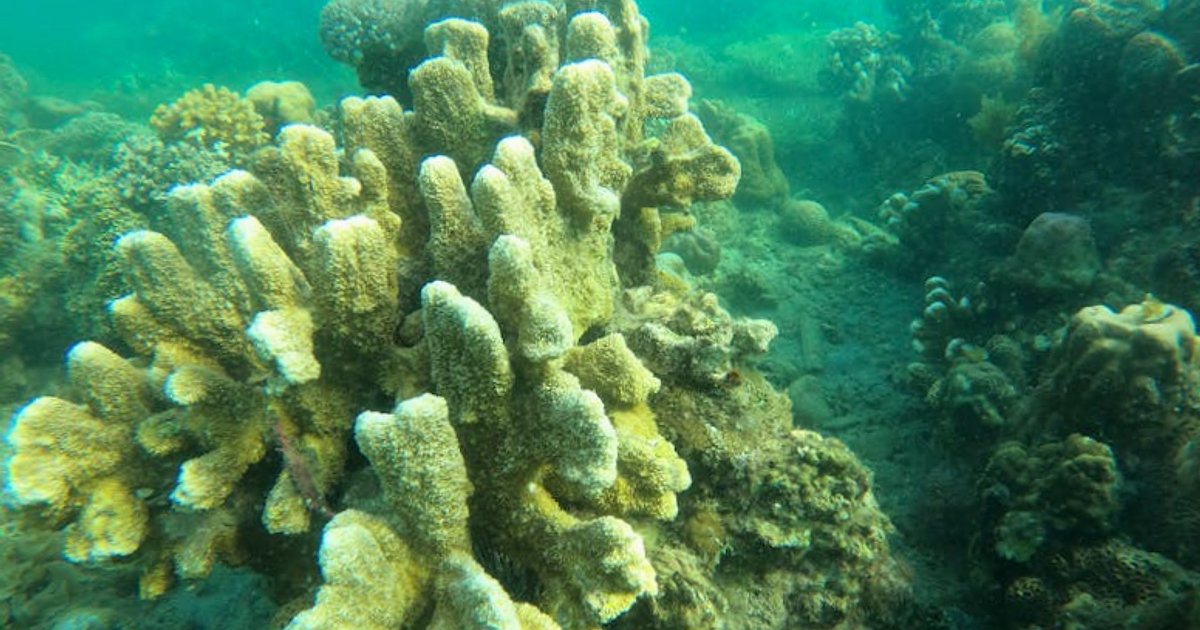 Snorkeling w Tajlandii w 10 dni: budżetowy plan Phuket + Phi Phi + Koh Tao na 2025/26