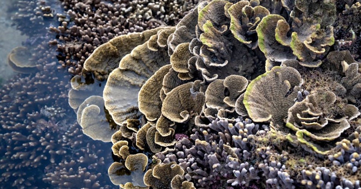 Snorkeling z żółwiami i delfinami na Teneryfie: jak zrobić to dobrze, legalnie i bez przepłacania
