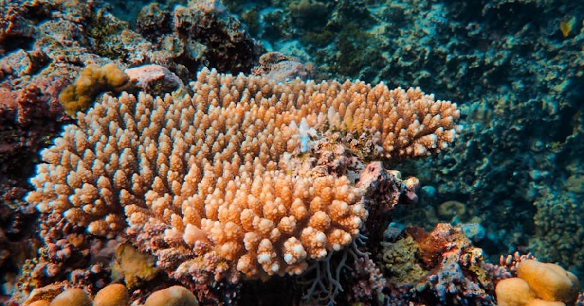 Tajlandia 2025/26: jak nowe trendy w snorkelingu mogą obniżyć (albo podbić) Twój wakacyjny budżet