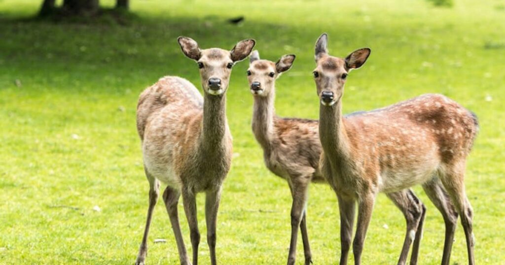 Nara w jeden dzień: szlakiem zabytków UNESCO, jeleni i Wielkiego Buddy